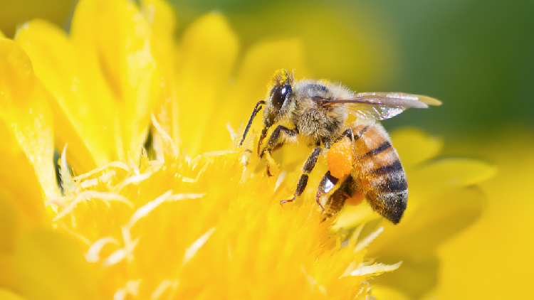 Warming and habitat loss shrink pollinator numbers and hit crops - CGTN