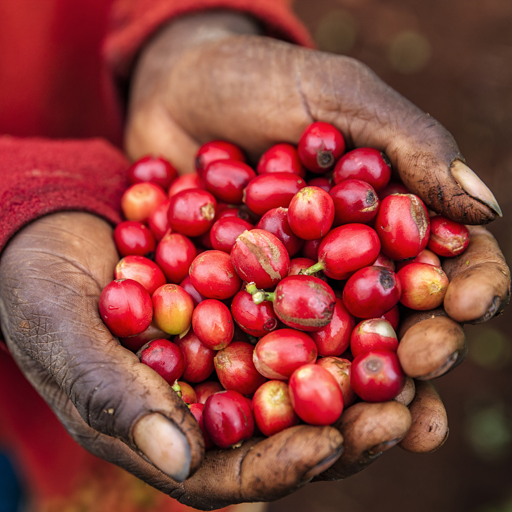 Young African woman shows freshly picked coffee cherries from a coffee farm in Kenya, Africa. /CFP