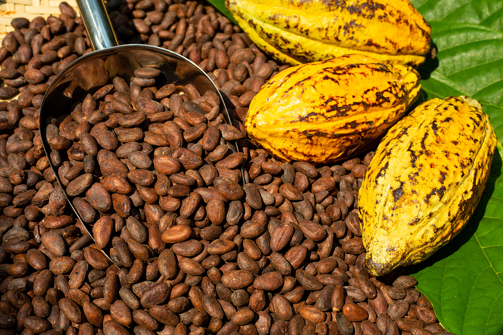 Cocoa beans and cocoa fruits. /CFP