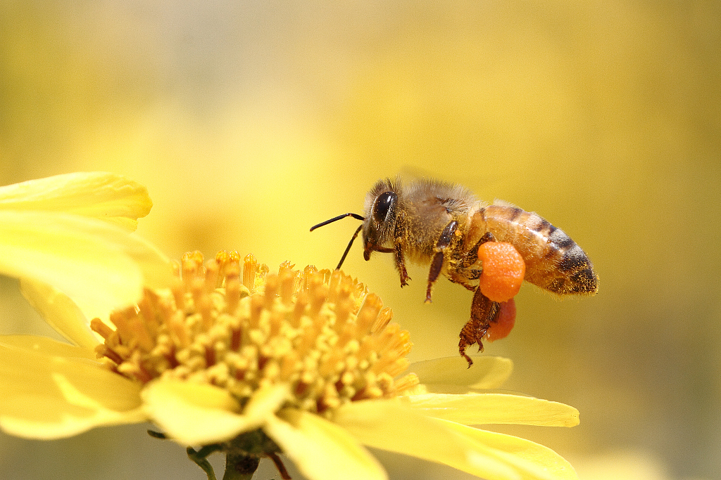 A bee hovers over a flower. /CFP