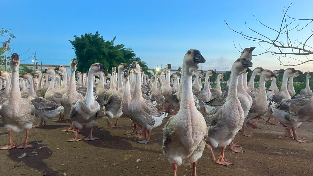 Lion-head geese are seen at a farm in Houxi Village of Chenghai District, Shantou City, south China's Guangdong Province, July 8, 2022. /Xinhua