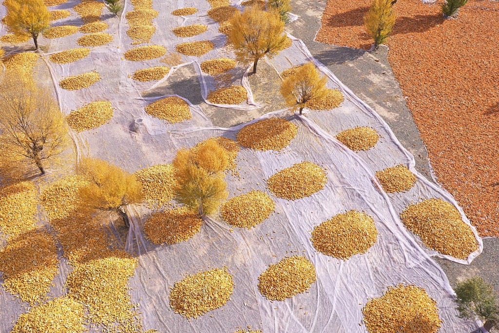 Farmers air-dry newly-harvest corn amid woods that are changing their foliage color at Xinglong Village in Zhangye of Gansu Province, October 13, 2023. /CFP