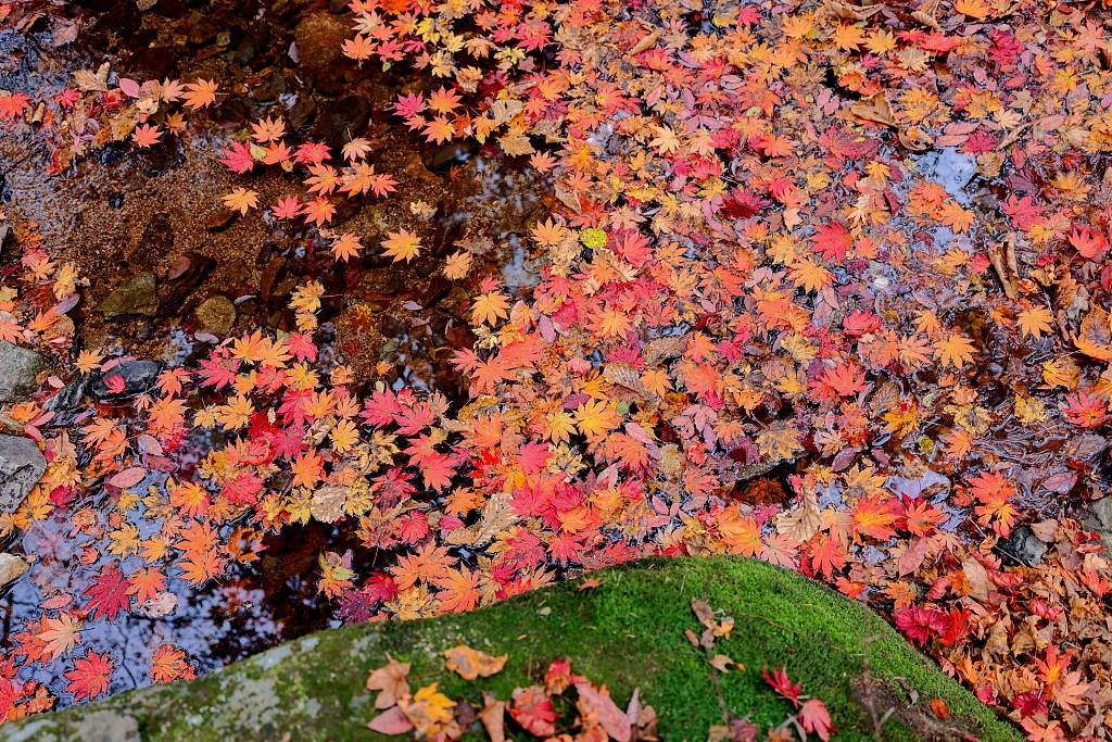 The creek carrying red fallen leaves murmurs to the visitors. /CFP