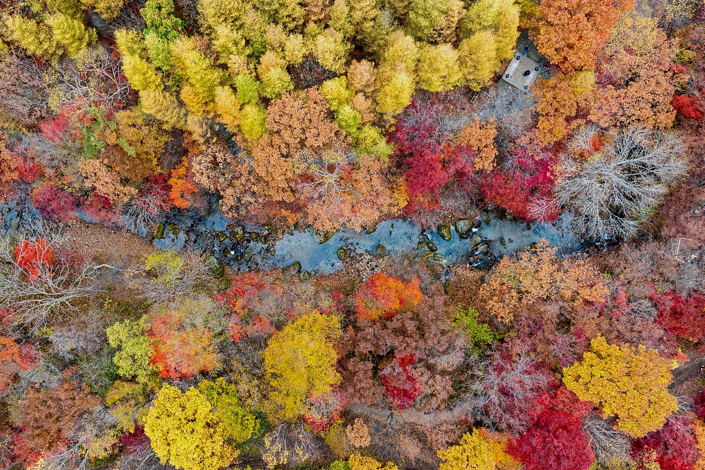 Maple trees in the Laobiangou Valley Scenic in Benxi, Liaoning Province have turned red, and the colorful forest attracts many visitors. The photo is taken on October 13, 2023. /CFP