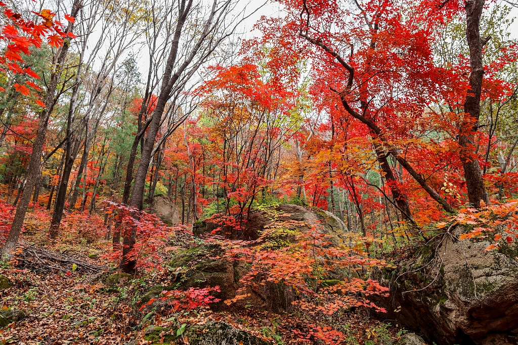 A panoramic scene of the multi-colored forest/CFP