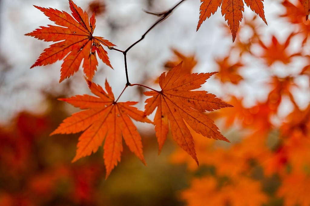 The close-up captures the beauty of the red leaves. /CFP