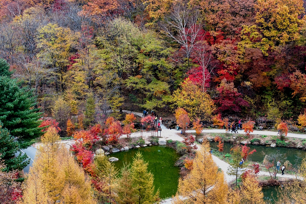 Maple trees in the Laobiangou Valley Scenic in Benxi, Liaoning Province have turned red, attracting many visitors. The photo is taken on October 13, 2023. /CFP