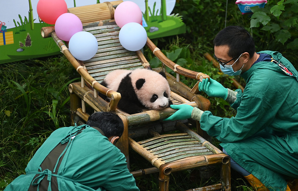 The new-born panda cub of Mang Zai meets the public at Chongqing Zoo on October 13, 2023, when he is 100 days old. /CFP