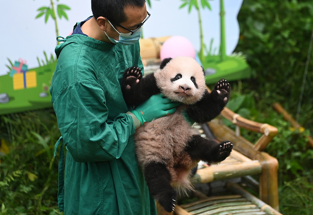 The new-born panda cub of Mang Zai meets the public at Chongqing Zoo on October 13, 2023, when he is 100 days old. /CFP