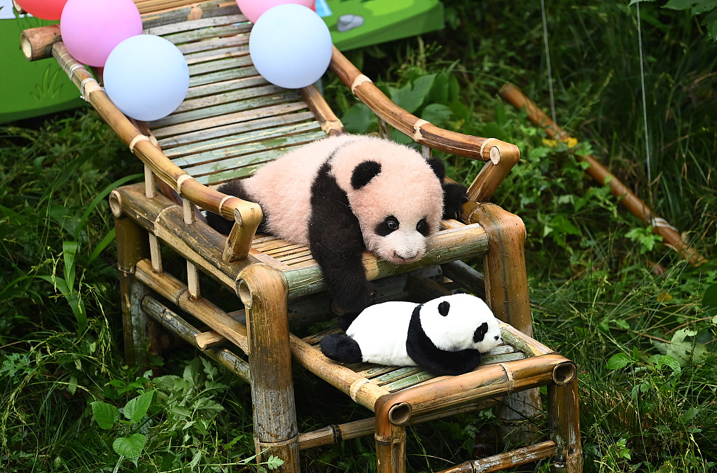 The new-born panda cub of Mang Zai interacts with a panda toy during his debut to the public on October 13, 2023. /CFP