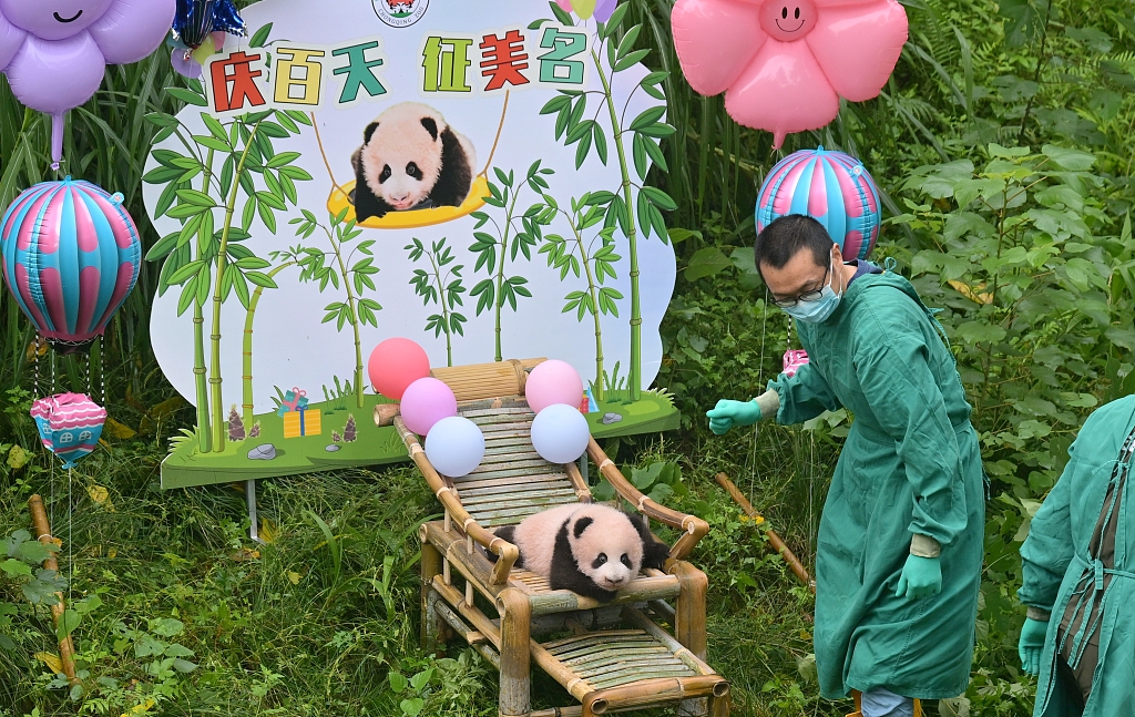 Staff at Chongqing Zoo hold a party for the new-born panda cub of Mang Zai on October 13, 2023. A name collection is ongoing for this little boy. /CFP