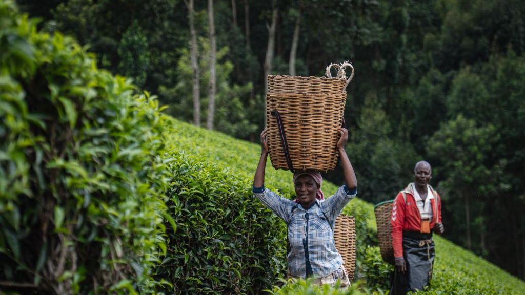 Harvesters collect fresh tea leaves at a tea plantation near Nairobi, the capital of Kenya, May 4, 2023. /Xinhua