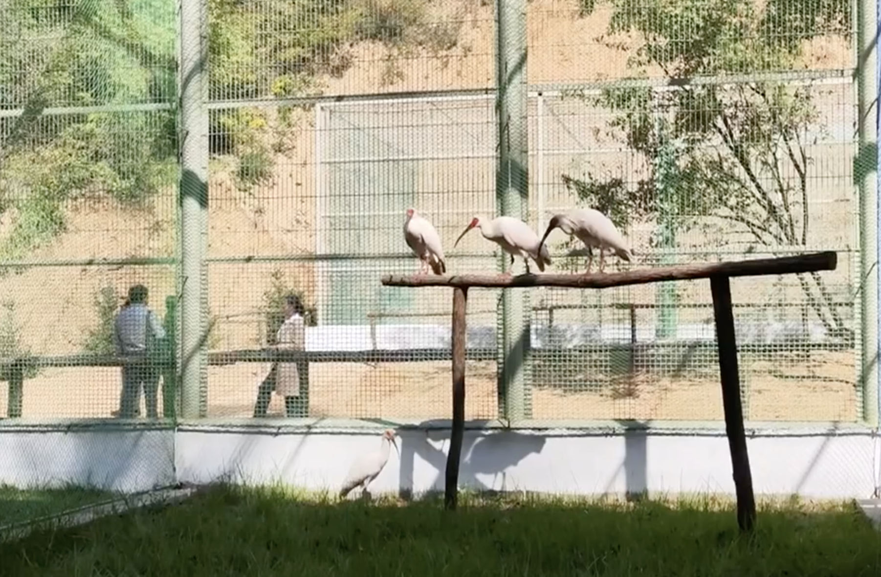 Crested ibises from a crested ibis nature reserve in Hanzhong City rest at an artificial breeding and wild release experimental site in Yan'an City, northwest China's Shaanxi Province, October 10, 2023. /CMG