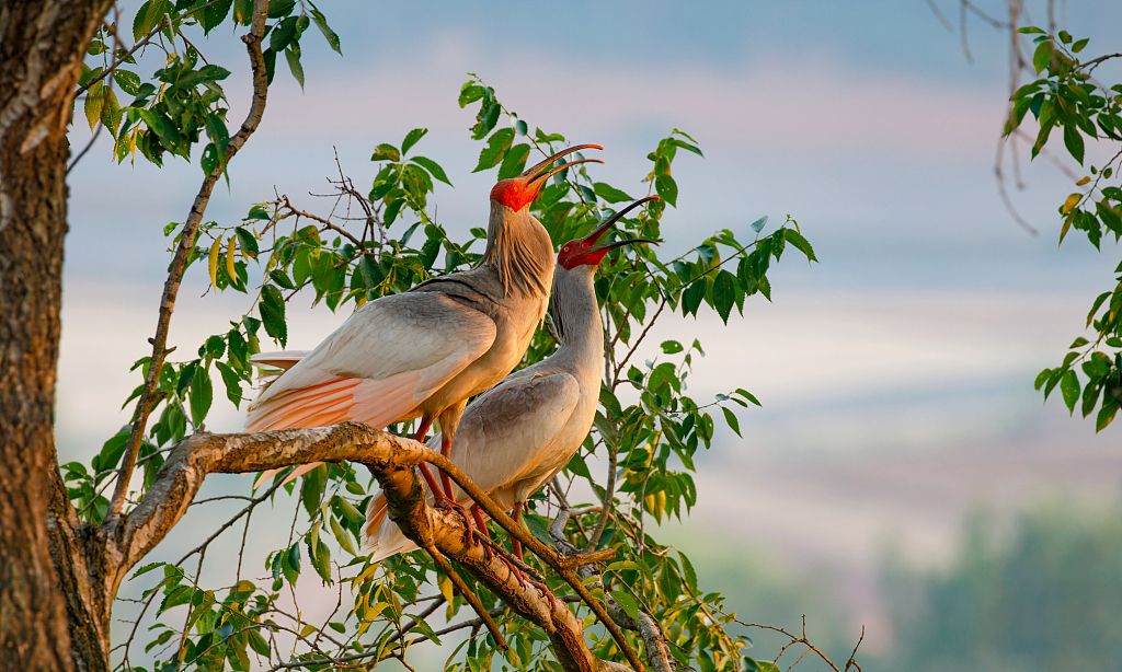 A pair of crested ibises in Hanzhong City, northwest China's Shaanxi Province. /CFP