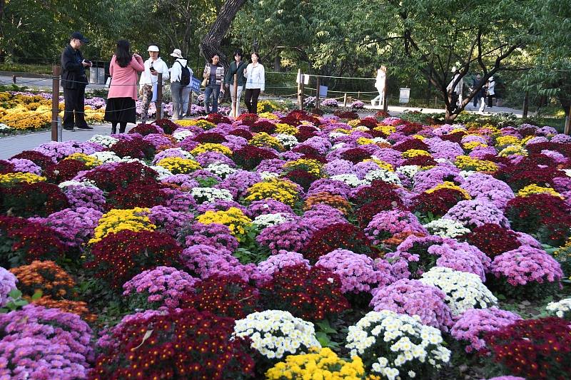 Visitors take photos of blossoming chrysanthemums at the China National Botanical Garden in Beijing, October 14, 2023. /CFP