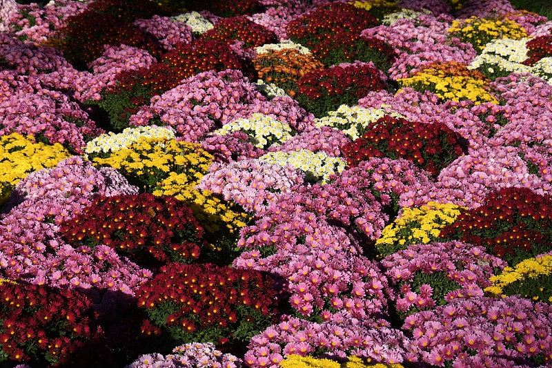 Different varieties of chrysanthemums are on display at the China National Botanical Garden in Beijing, October 14, 2023. /CFP