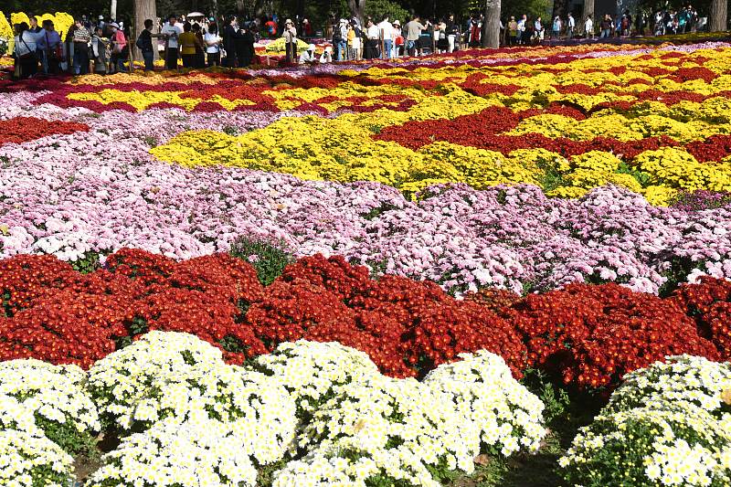 Different varieties of chrysanthemums are on display at the China National Botanical Garden in Beijing, October 14, 2023. /CFP