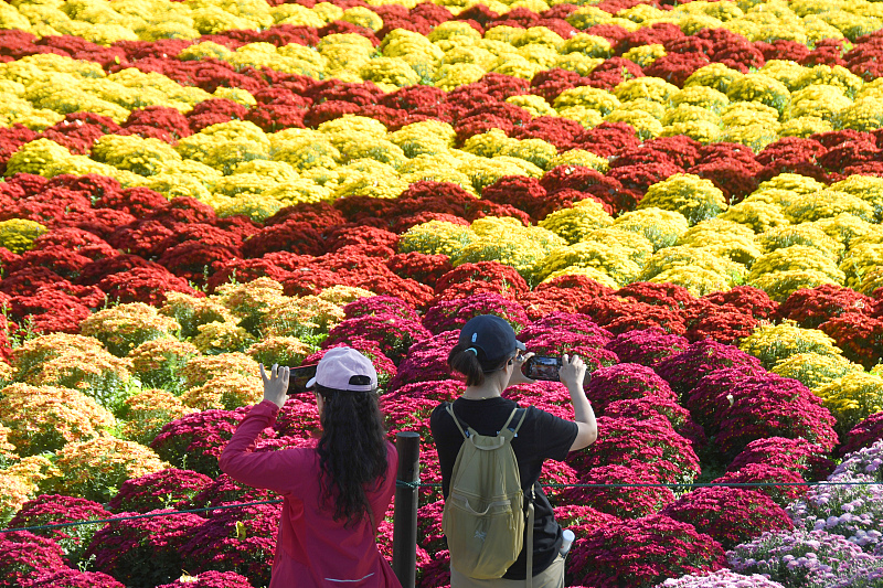 Visitors take photos of blossoming chrysanthemums at the China National Botanical Garden in Beijing, October 14, 2023. /CFP