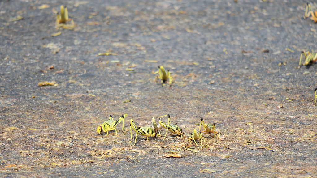 Desert locusts on the road in Ethiopia. /CFP