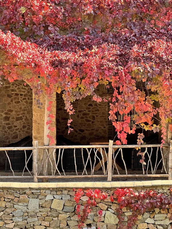 Red leaves adorn a village in Gubei Water Town, October 14, 2023. /CFP