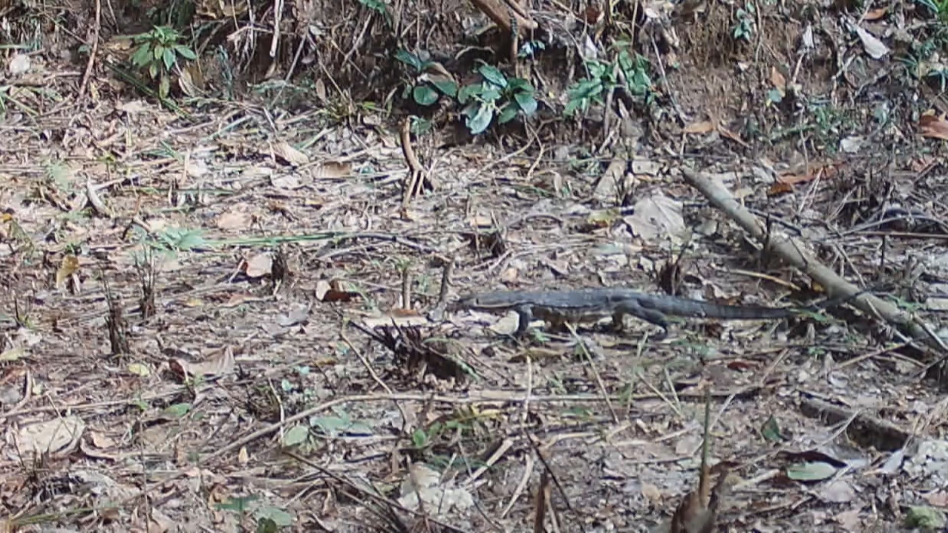 An Asian water monitor forages in the Hainan Tropical Rainforest National Park, September 17, 2023. /CMG