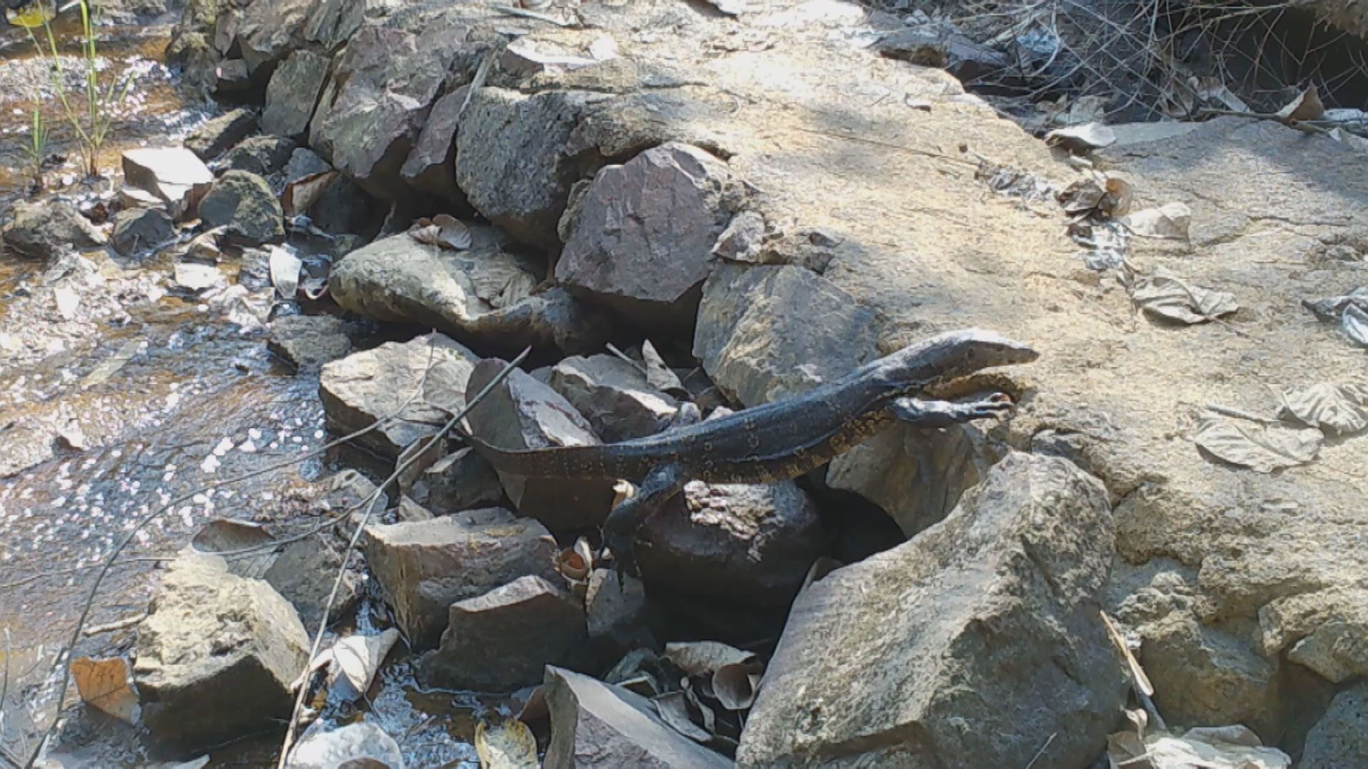 An Asian water monitor climbs from a stream to a bank in the Hainan Tropical Rainforest National Park, May 4, 2023. /CMG