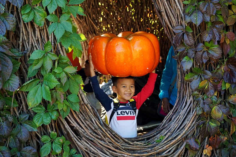 A boy takes photos with a pumpkin at the Beijing World Flower Wonderland Park, October 14, 2023. /CFP