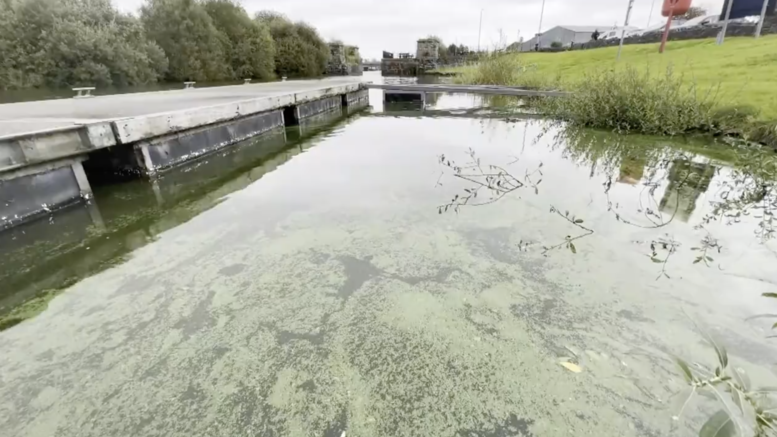 Algae crisis threatens UK, Ireland's business and agriculture
