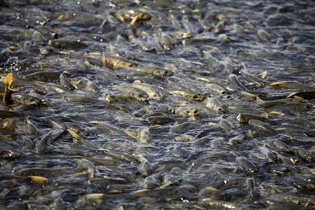 Przewalski naked carps gather in a river in Gonghe County, northwest China's Qinghai Province, July 22, 2023. /CFP