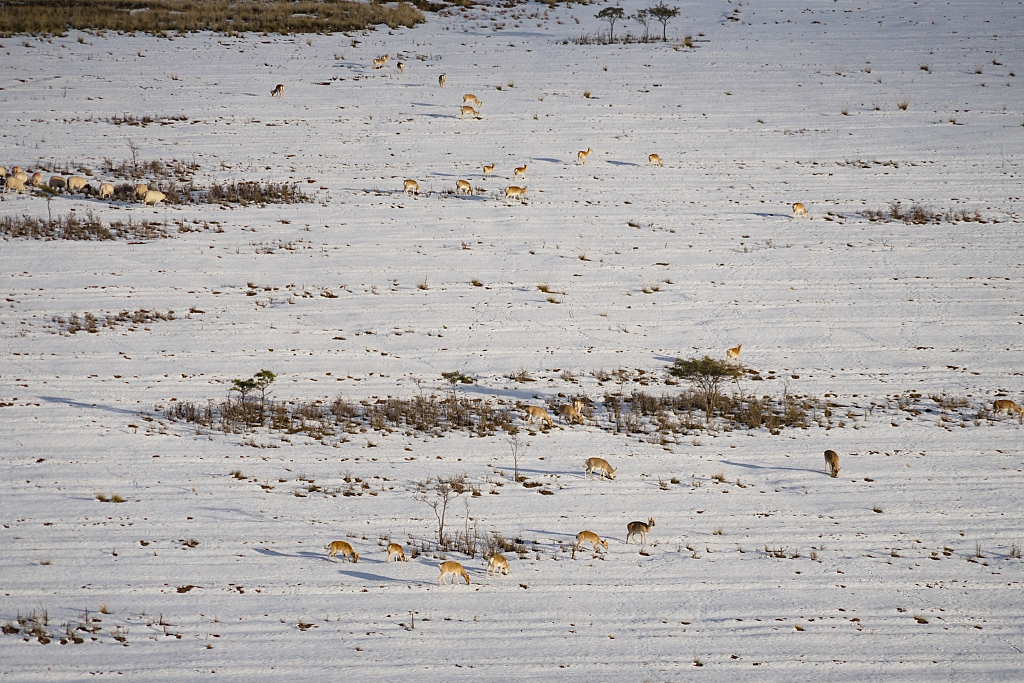 Groups of Przewalski's gazelles look for food on the north bank of the Qinghai Lake, northwest China's Qinghai Province, October 12, 2023. /CFP