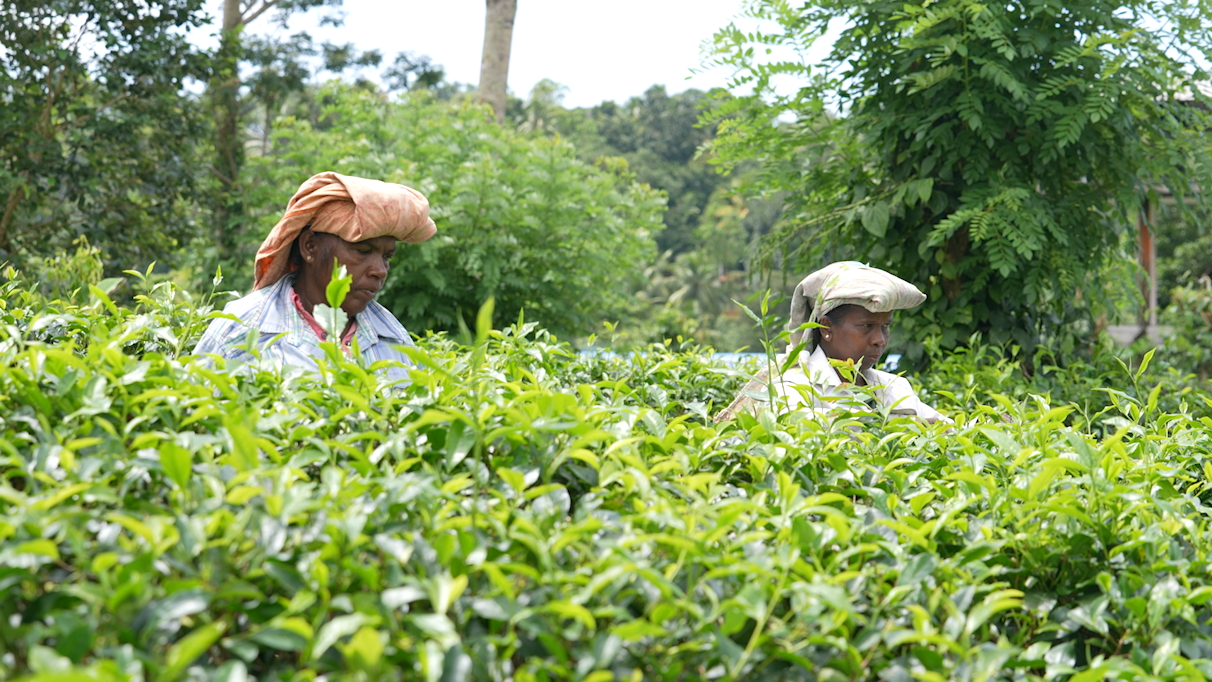 Local workers pick tea at a plantation near Colombo in Sri Lanka, on September 13, 2023. /Photo by Wang Lei from CGTN