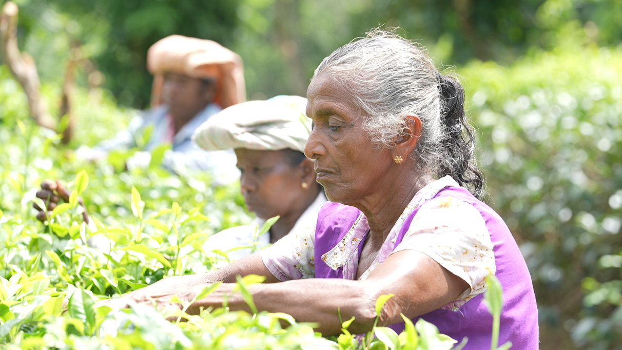 Local workers pick tea at a plantation near Colombo in Sri Lanka, on September 13, 2023. /Photo by Wang Lei from CGTN