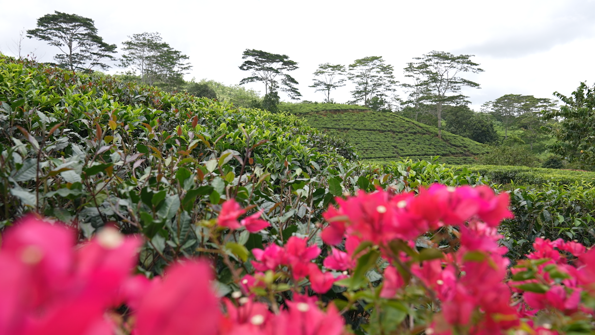 A photo taken on September 13, 2023 shows the scenery at a tea plantation near Colombo in Sri Lanka. /Photo by Wang Lei from CGTN 