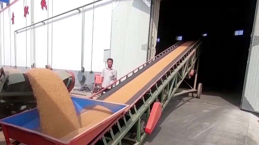 Flat conveyors used in a wheat processing factory in Wucheng County, Dezhou City, east China's Shandong Province. /CMG