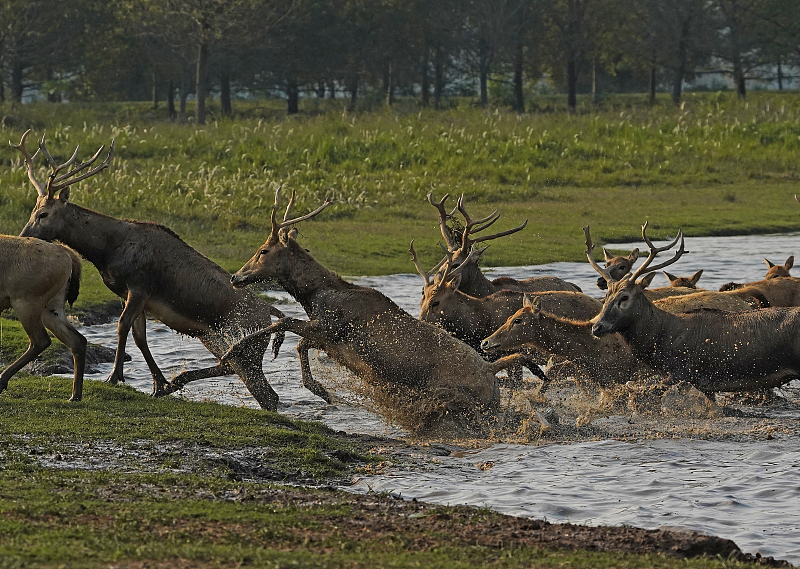 Milu deer cross a lake at the Tian'ezhou Milu National Nature Reserve in Shishou City, Hubei Province, October 15, 2023. /CFP