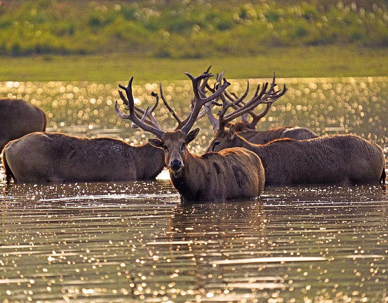 Milu deer bathe in a lake at the Tian'ezhou Milu National Nature Reserve in Shishou City, Hubei Province, October 15, 2023. /CFP