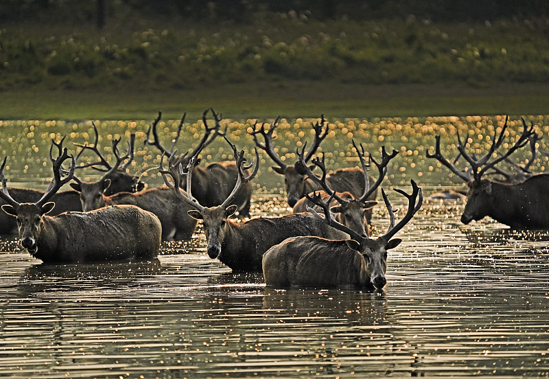 Milu deer bathe in a lake at the Tian'ezhou Milu National Nature Reserve in Shishou City, Hubei Province, October 15, 2023. /CFP