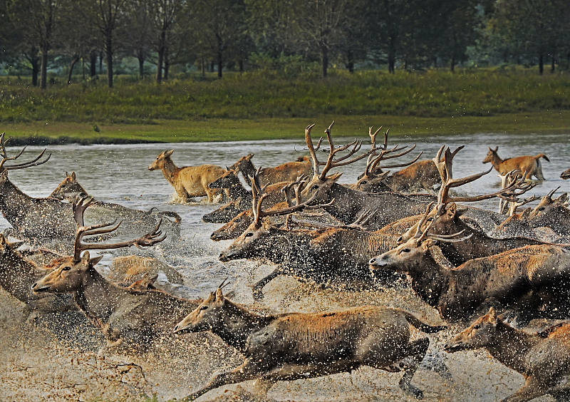 Milu deer cross a lake at the Tian'ezhou Milu National Nature Reserve in Shishou City, Hubei Province, October 15, 2023. /CFP