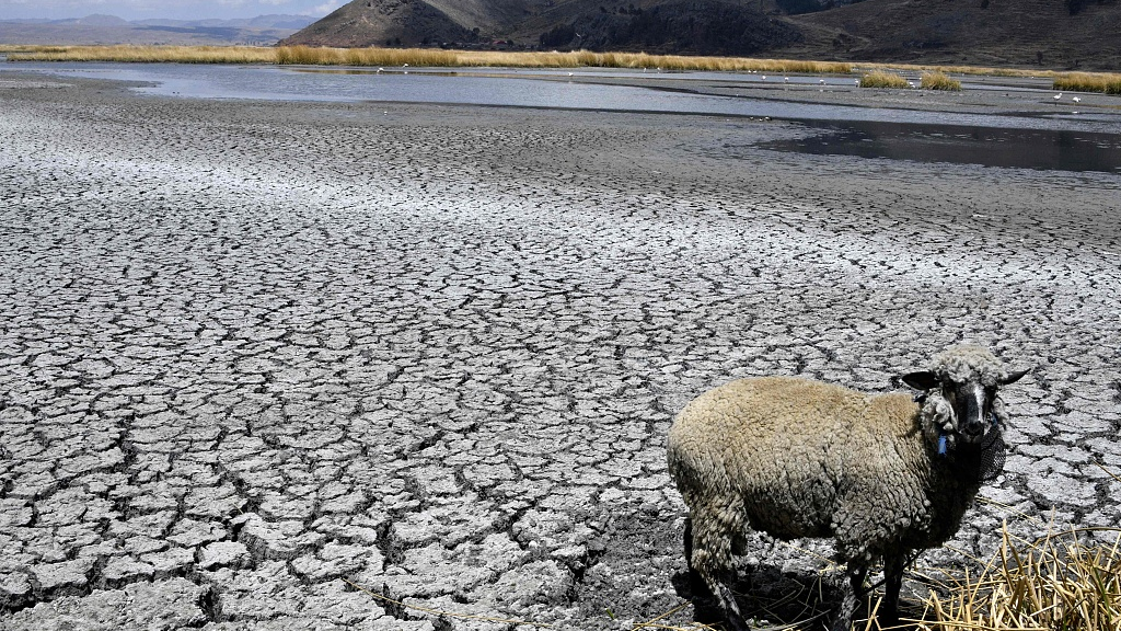 A sheep stands on cracked earth alongside Lake Titicaca, shared by Bolivia and Peru, in the Bolivian Altiplano, September 22, 2023. /CFP