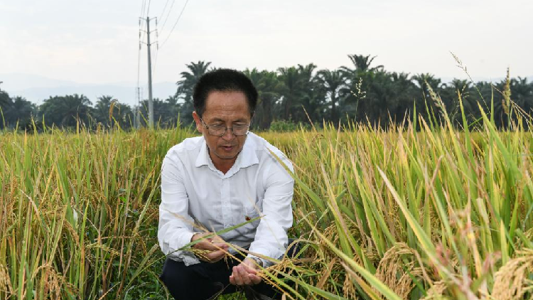 How did Chinese agricultural experts help with rice-farming in Burundi ...