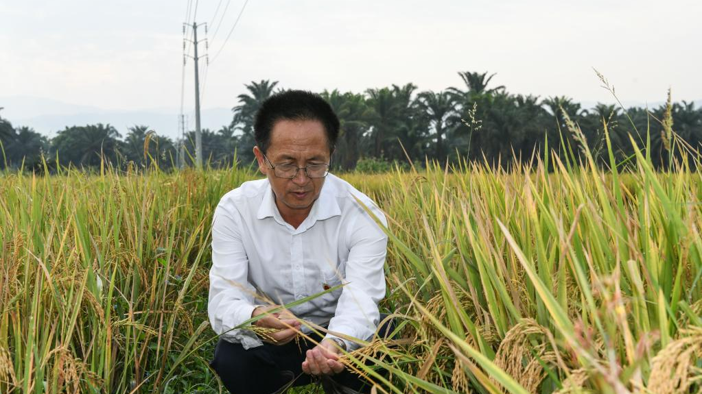 Yang Huade, a Chinese expert in rice farming, inspects rice production in the Commune of Gihanga in Burundi's northwestern Bubanza province, June 20, 2023. /Xinhua

