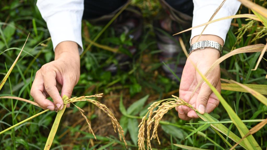 Yang Huade, a Chinese expert in rice farming, checks the hybrid rice (R) and local rice breed in the Commune of Gihanga, Bubanza Province, Burundi, June 20, 2023. /Xinhua