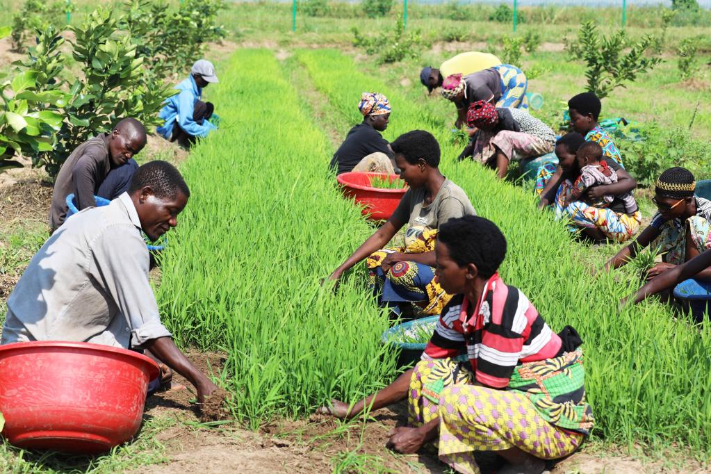 Farmers raising hybrid rice seedlings in the Commune of Gihanga, Bubanza Province, Burundi, October 29, 2022. /Xinhua