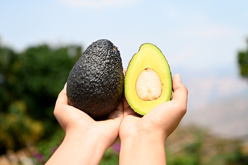 A worker shows off a ripe avocado cultivated in Baoshan City, Yunnan Province. /CFP