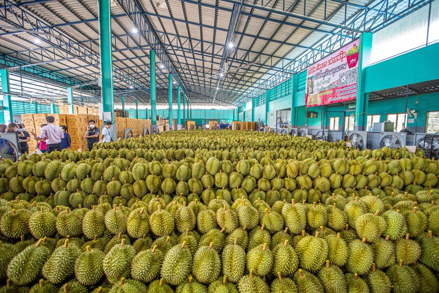 A durian sorting factory in Chanthaburi province, Thailand, May 5, 2022. /Xinhua