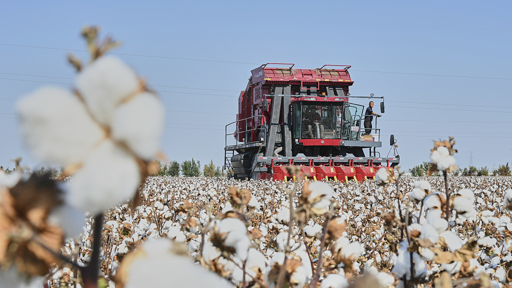 Live Aerial view of mechanized cotton harvesting in Xinjiang CGTN