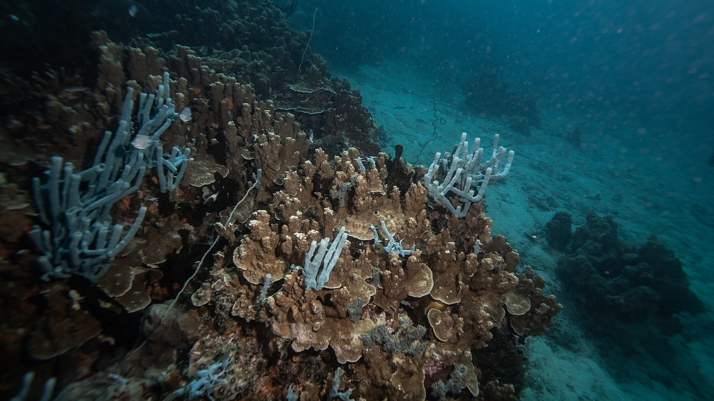 A view of the underwater ecosystem in and around the Great Northern of Zanzibar, Tanzania, June 23, 2023. /CFP