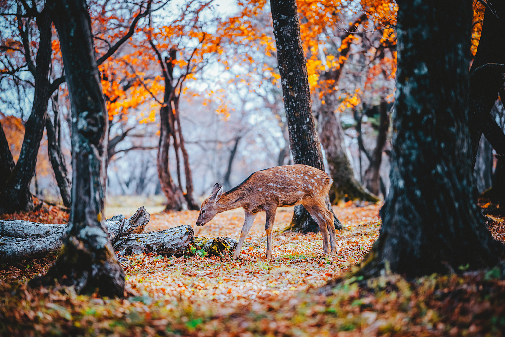 Photo taken on October 13, 2023 shows a deer in the forest at Sifangdingzi mountain area in Tonghua, northeast China's Jilin Province. /CFP