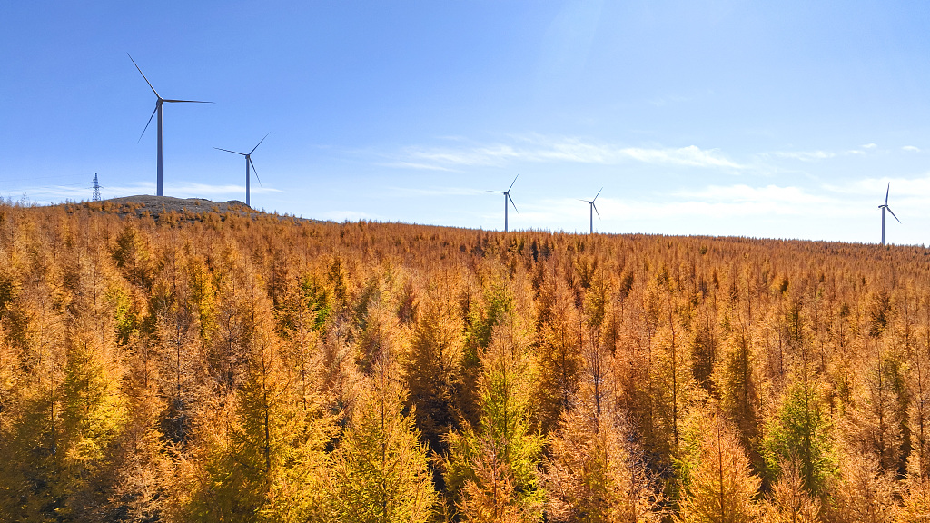 Photo taken on October 15, 2023 shows the trees turned yellow with backdrop of windmills in Zhangjiakou, north China's Hebei Province. /CFP