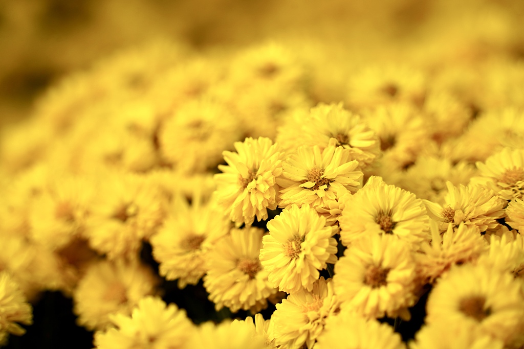 Photo taken on October 19, 2023 shows the chrysanthemum blossoms at the National Botanical Garden in Beijing. Various types of chrysanthemums are in full bloom. /CFP